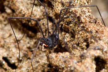 Media type: image; Invertebrate Zoology 129512